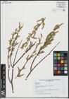 Foto von Salix alba L.